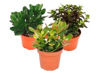 Geldbaum Crassula ovata Topf Ø 12 cm