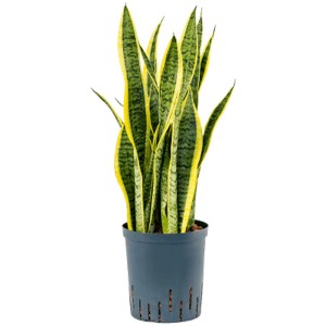 Sansevieria Laurentii en pot, plante d'intérieur verte à bords jaunes, env. 60-70 cm de haut.