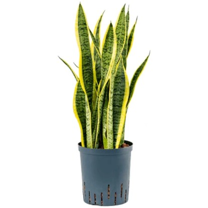 Plante hydrophile sansevière Laurenti Sansevieria pot Ø 18 cm / H 60 - 70 cm
