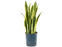 Hydropflanze Bogenhanf Laurenti Sansevieria Topf Ø 18 cm / Höhe 60 - 70 cm