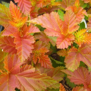 Gros plan sur les feuilles orange-rouge d'un Physocarpe à feuilles d'obier 'Amber Jubilee'. Arbuste à feuilles caduques pour jardin et parterre.