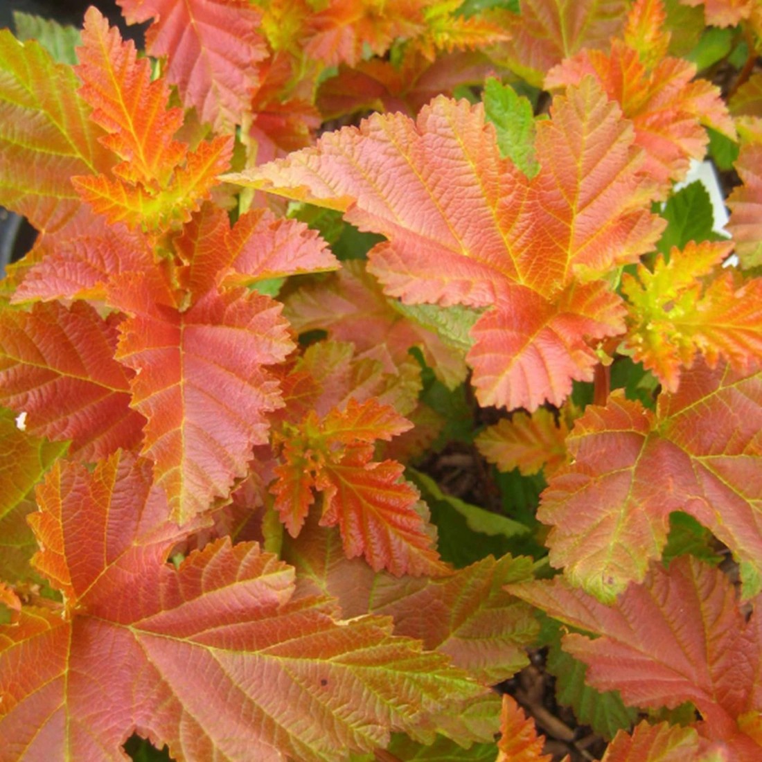Blasenspiere"Amber Jubilee" Orangerot 10 l kaufen bei OBI
