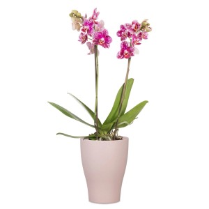 Pot pour orchidées Scheurich 608 rose poudré avec orchidée en fleurs, Ø 13 cm.