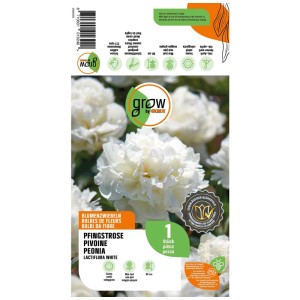 Confezione di un bulbo di peonia Lactiflora White Grow by OBI con fiori bianchi.