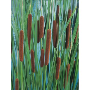 Mazza d'acqua (Typha angustifolia) con spighe marroni e foglie verdi in vaso.