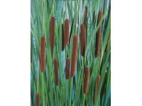 Schmalblättriger Rohrkolben Braun Topf Ø ca. 9 cm