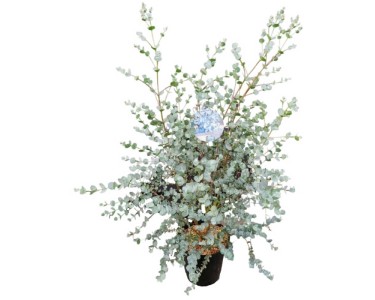 Moosgummi-Eukalyptus Eucalyptus gunnii Topf Ø 23 cm / Höhe 70 cm kaufen bei OBI