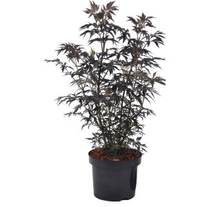 Sambuco Black Lace in vaso: arbusto a foglia scura con foglie frastagliate, alto circa 40-50 cm.