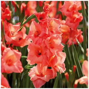 Gladioli color salmone (varietà Peter Pears) di Grow by OBI, 12 pezzi. Fiori estivi per aiuole e vasi.