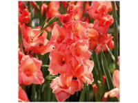 Grow by OBI Glaieuls Peter Pears Orange 12 pcs