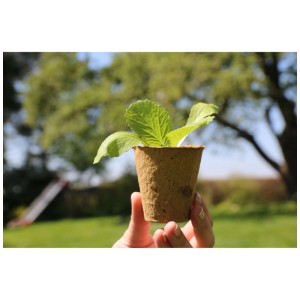 Godet de semis Eco Natur avec plante, lot de 8, Ø 6 cm, pour la culture des plantes.