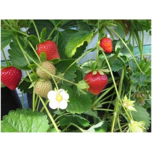 Fraise suspendue en pot avec fruits rouges, feuilles vertes et fleurs blanches.