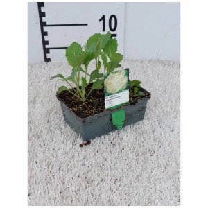 Mélange de légumes et de salades en barquette de 6, par ex. chou-rave ou laitue, pour plates-bandes ou châssis.