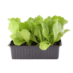 Salade endive bio, barquette de 12, jeunes légumes feuilles en godet.