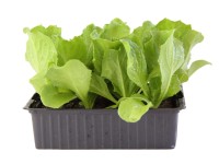 Endivien Bio 12er Schale