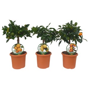 Assortiment de Citrus Mix en pot, différentes variétés comme citron, kumquat et calamondin.