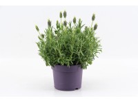 Lavendel bei OBI Alles für Heim, Haus, Garten und Bau