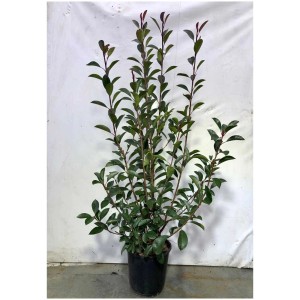 Fotinia Red Robin in vaso, alta circa 80-100 cm, con foglie rosse e verdi.