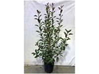 Rote Glanzmispel Red Robin Photinia Topf Ø 10 cm / Höhe 80 - 100 cm