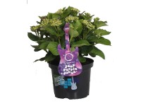 Bauernhortensie Music Collection Hydrangea macrophylla Topf Ø 23 cm