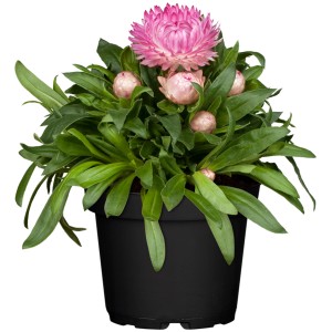 Fiore di paglia da giardino in vaso, fiore rosa, ca. 12 cm Ø, pianta da aiuola.