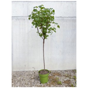 Groseillier rouge Rovada bio demi-tige en pot, baies rouges et feuilles vertes.