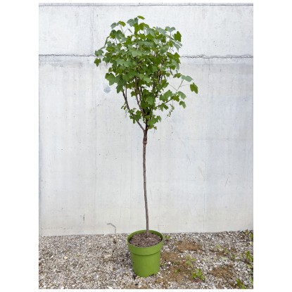 Bio Johannisbeere Rovada Rot Halbsstamm Topf Ø 33 cm / Höhe 50 - 80 cm