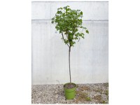 Bio Johannisbeere Rovada Rot Halbsstamm Topf Ø 33 cm / Höhe 50 - 80 cm