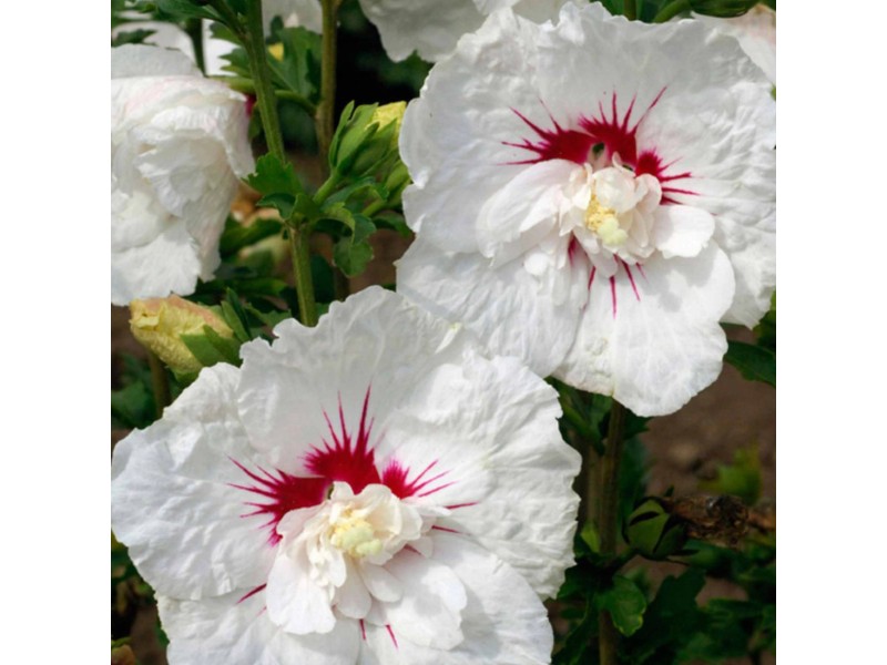 Hibiskus "Bali" Weiss 15 l kaufen bei OBI