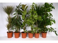 Grünpflanzen Mix Topf Ø 24 cm / 1 Stk.