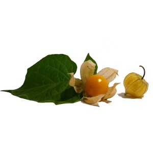 Physalis Blu avec feuilles et enveloppe, pot-Ø env. 12 cm.