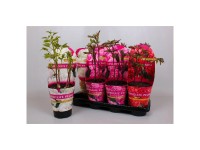 Garten-Pfingstrose Long Life Paeonia Topf Ø 13 cm / 1 Stk.