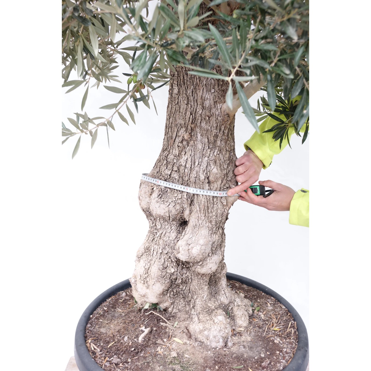 GROW by OBI Olivenbaum Olea Stamm Topf  80 cm / Hhe 150 - 175 cm
