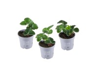 Garten-Erdbeere Fragaria x ananassa Topf Ø 9 cm / 1 Stk.