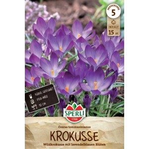 Sperli Wildkrokus Elfenkrokus: Lavendelfarbene Krokusse mit weißem Zentrum, Nahaufnahme.