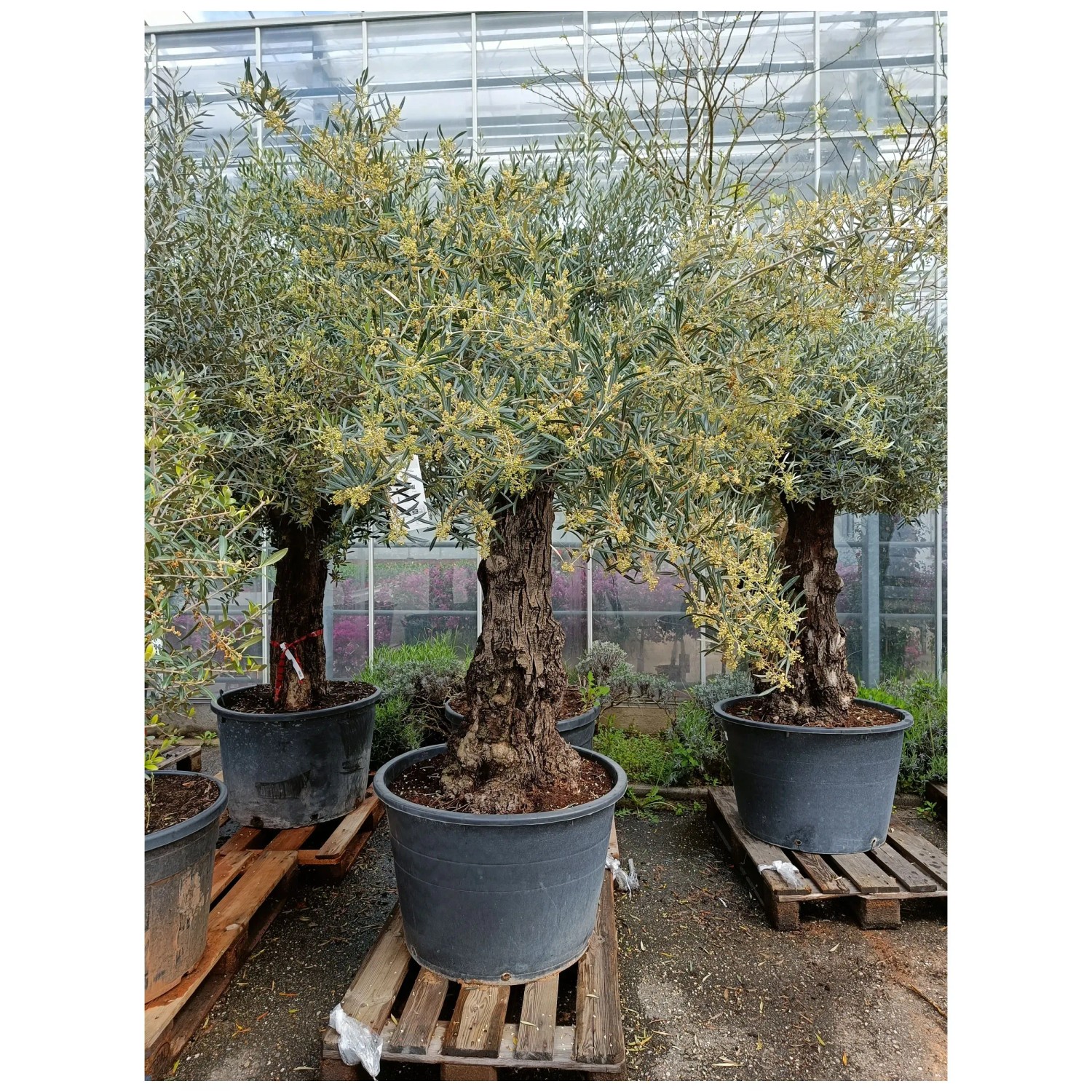 thuja bodenansprüche Thuja Brabant kaufen – schnellwachsende Hecke