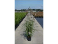 Chinaschilf Miscanthus sinensis Rot Container 6 l Chinaschilf Miscanthus sinensis Rot Container 6 l