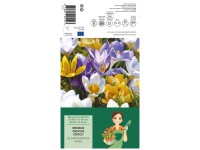 GROW by OBI Krokus Blumenzwiebel Mischung Crocus vernus Mixed 50 Stk.