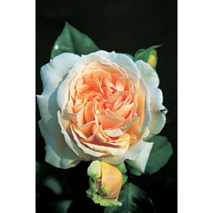 Gros plan d'une rose grimpante abricot avec des bourgeons dans un pot de 4 l.