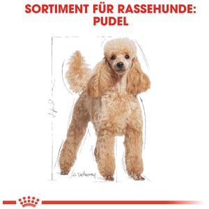 Immagine di un barboncino beige, Royal Canin Poodle Adult cibo secco per cani per barboncini.