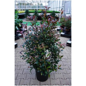 Photinia fraseri 'Carré Rouge' in vaso (18 l) con foglie rosse e verdi. Ideale come pianta da siepe.