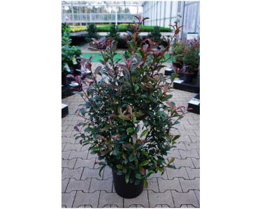 Glanzmispel Carr Rouge Photinia fraseri Topf 18 l