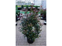 Glanzmispel Carré Rouge Photinia fraseri Topf 18 l