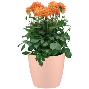 Übertopf Brussels rund, nude, Ø 14 cm mit Dahlien bepflanzt.