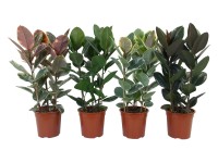 Feigenbaum Ficus elastica 3er-Stamm Topf Ø ca. 14 cm