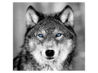 Leinwand-Wandbild Loup 65 x 65 cm