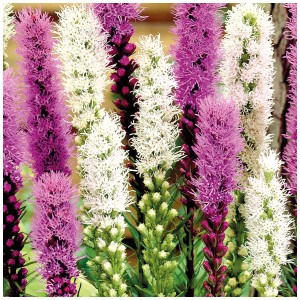 Liatris Spicata Mixed: Spighe di fiori viola e bianchi, ideale per aiuole e vasi.