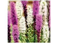 Grow by OBI Plume du Kansas en mélange Spicata 25 pcs