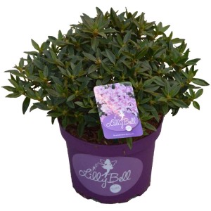 Rododendro nano rosso in contenitore da 3L, piccoli fiori rossi.