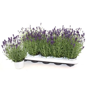 Vraie lavande 'Lavandula Angustifolia' en pot, fleurs violettes, sur un plateau.